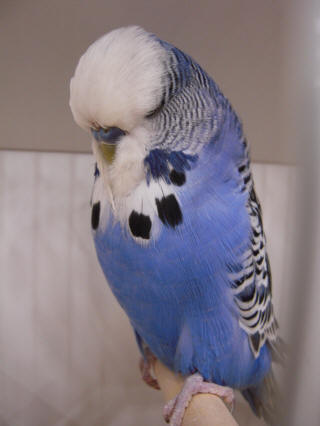 Violet hot sale english budgie